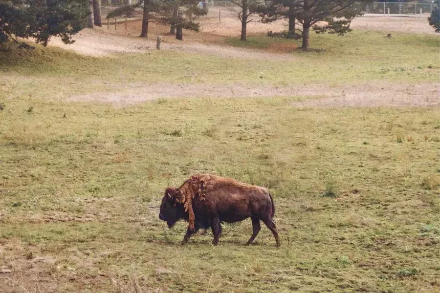 Ein einzelner Büffel streift durch die Bisonkoppel des Golden Gate Parks. San Francisco, Kalifornien.